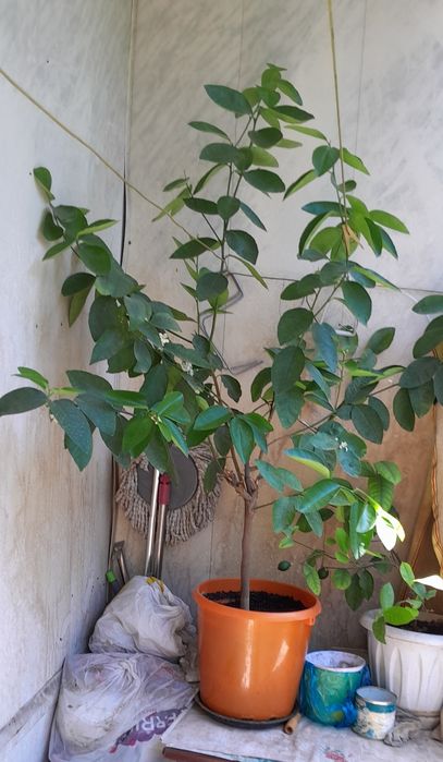 Лайм цитрус плодоноящий.