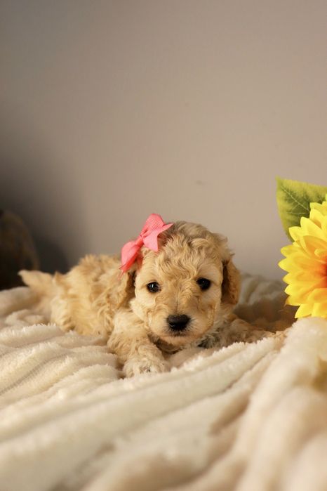 Мини мальтипу  девочка и мальчик