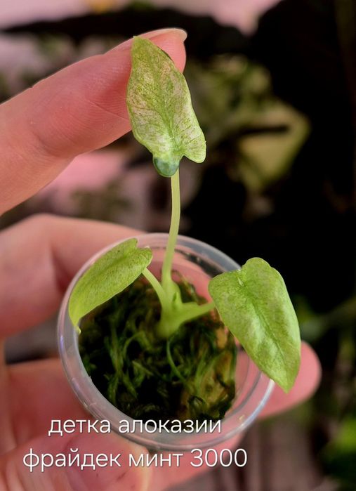 Молодые алоказии