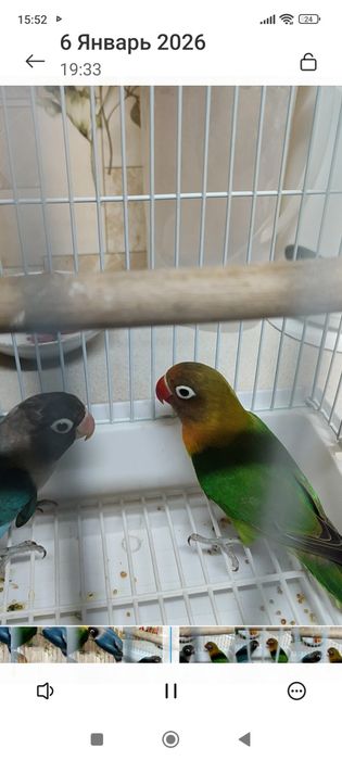 Неразлучники фишер . пара