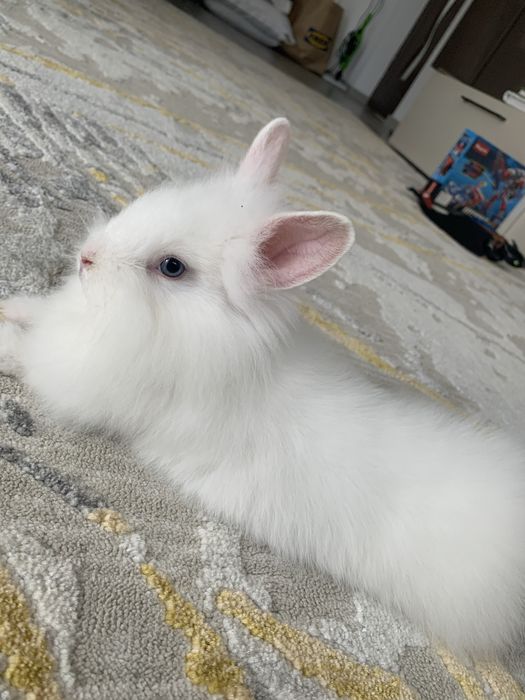 Iepuri cap de leu pui si adulti