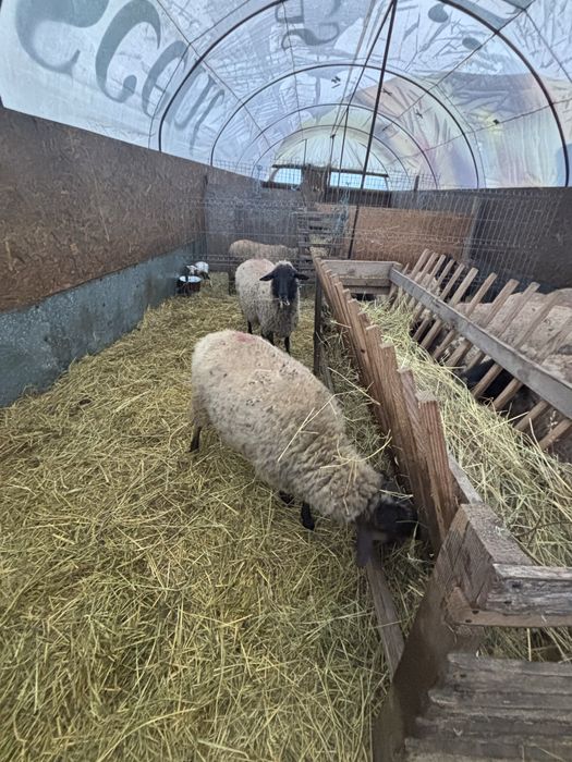 Vand 11 oi bune de tinut cu miei langa ele