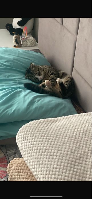 Котик Вислоухо 10.000