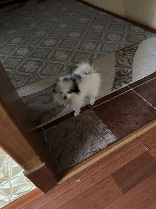 собака на продажу