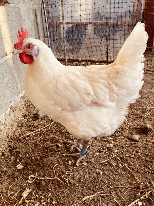 Oua incubat La Bresse