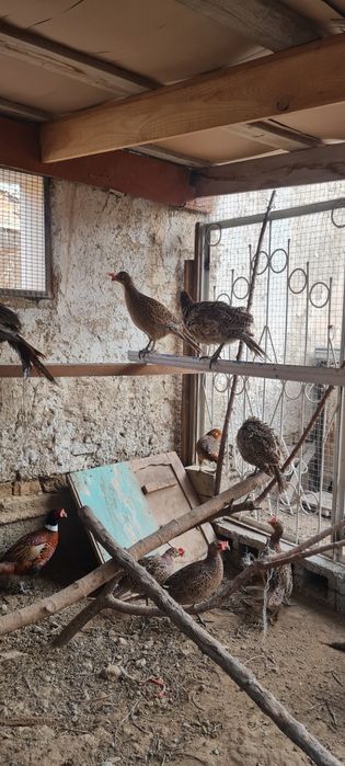 Кавказский фазан