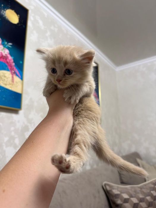 Шотландские котята