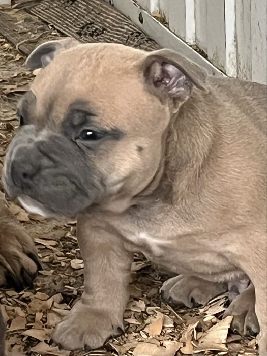 Щенки американский булли