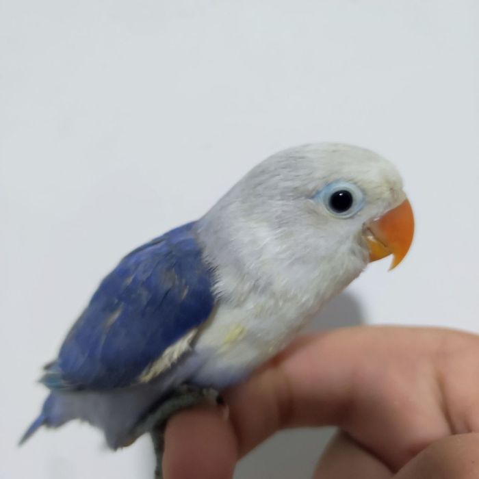 Ручной неразлучник попугай