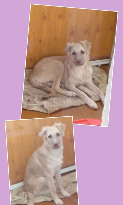 Щенок в хорошие руки!