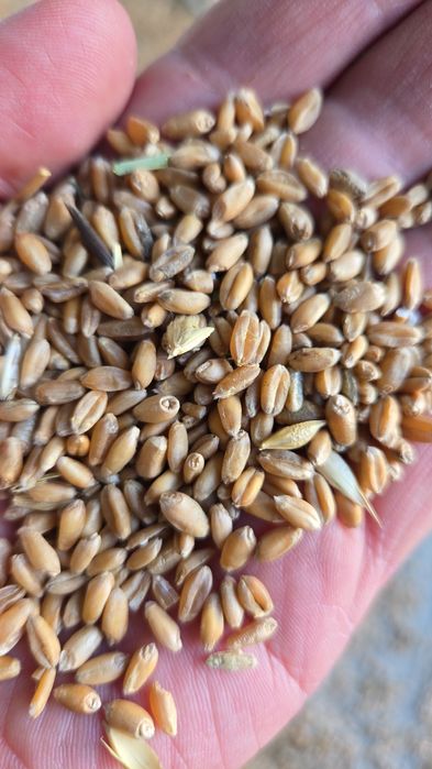 Экспорцет  семена тұқым