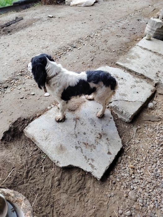 Spanel tezda sotiladi