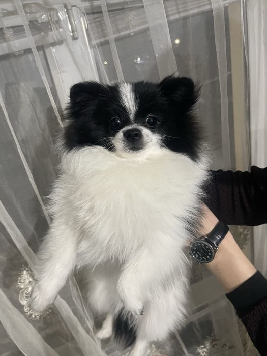 Продаётся шпиц мальчик. Срочно