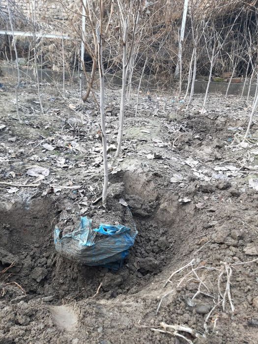 Хурмо кучатлар сотилади ,2024 й.кучатлар ,копка экилган,мевага кирган.