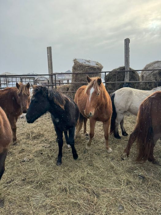 Продам жеребенка мальчик
