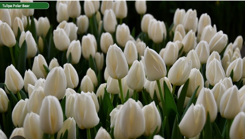 Тюльпаны на 8 марта