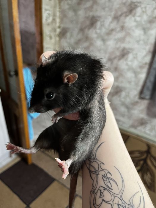 Отдам бесплатно