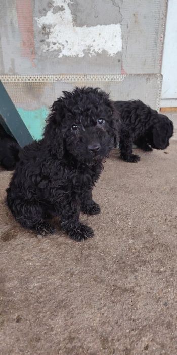 Кокер кокер/лагото