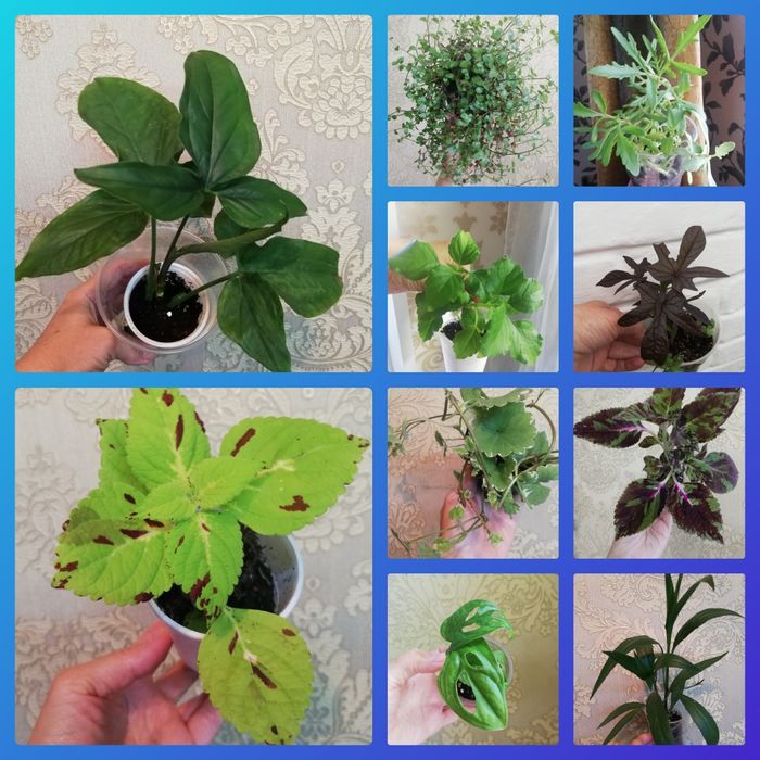 Комнатные растения