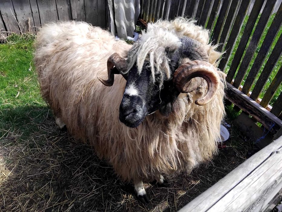 Disponibil  Berbec mior