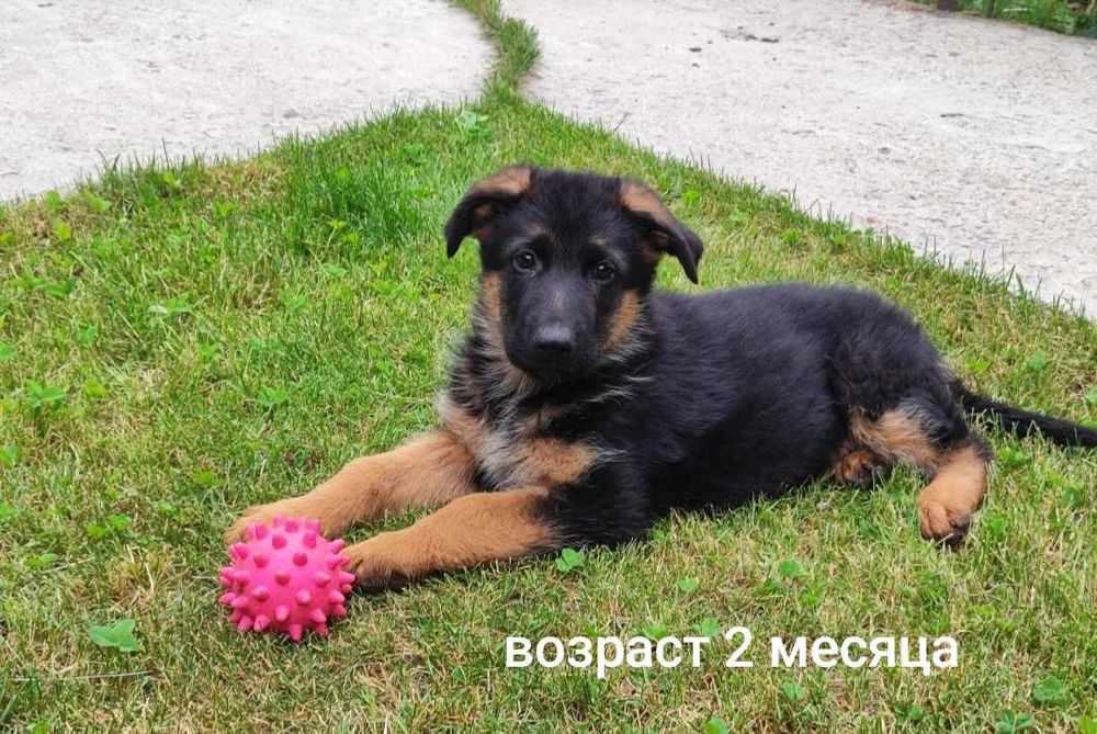 Щенки овчарки продается