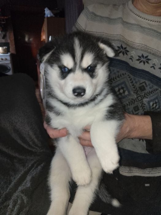 Продам щенков сибирской хаски