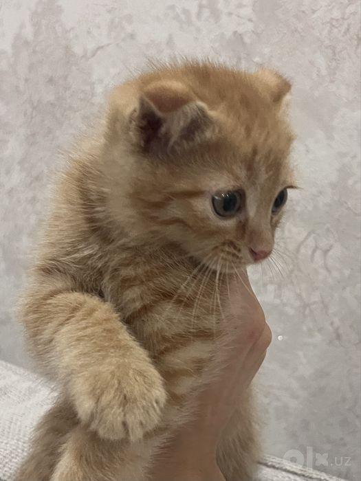 Вислоухий котенок скоттиш фолд