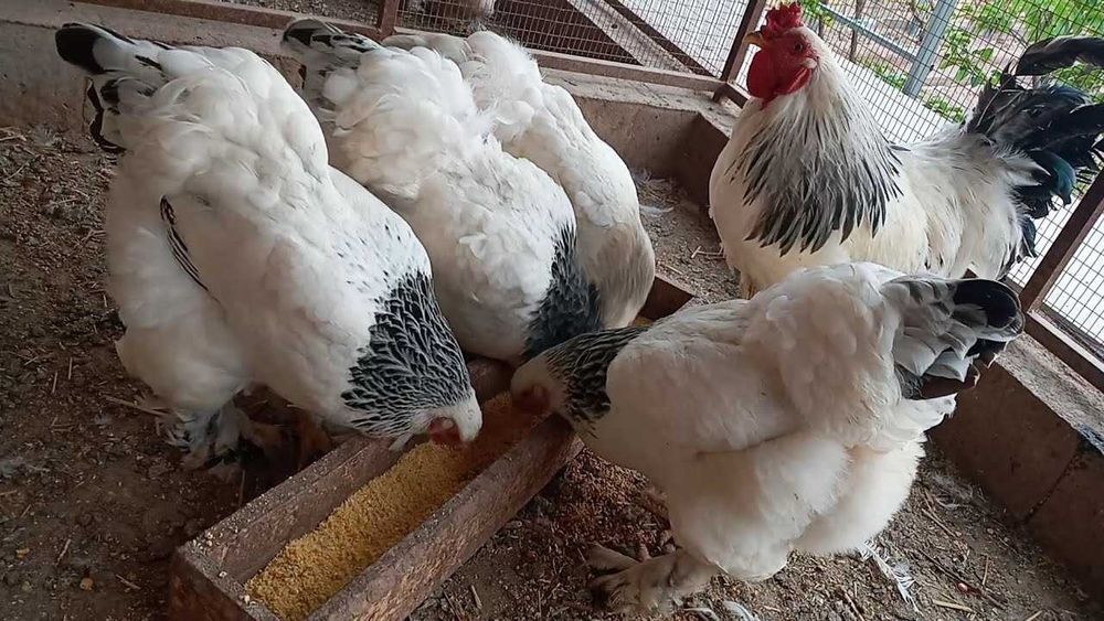 Брома товиклар | Zotdor toviqlar