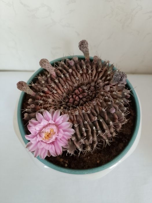 Необычный коллекционный кактус. В цветении