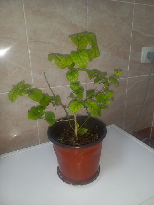 Комнатние растение