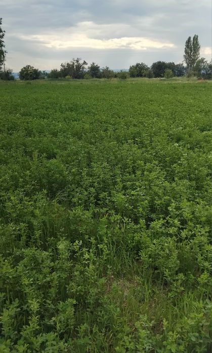 Продава се Парцел в с. Крайници, Област Кюстендил - 1940 кв.м за 9 €/кв.м - Снимка #3