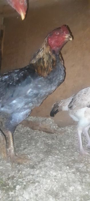 Дакан мошный зат шөже қораз