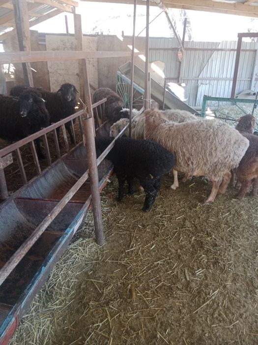 Козылар. Ягнята.