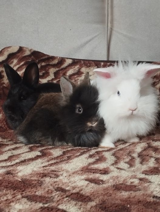 Iepurași pufoși mici și mari