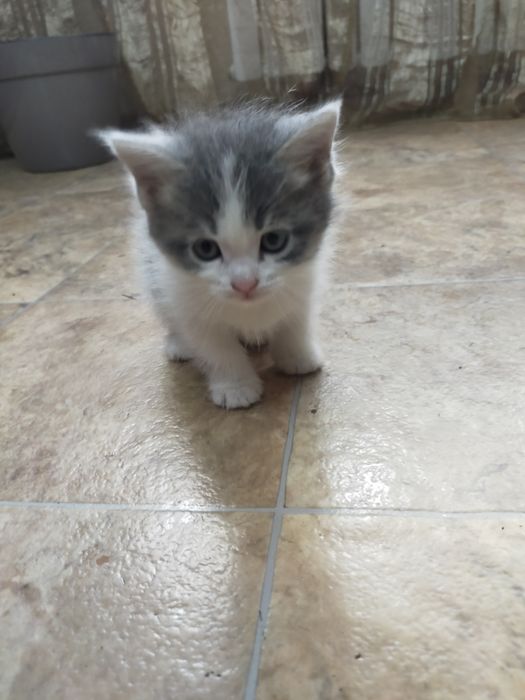 Котята британские вислоухие