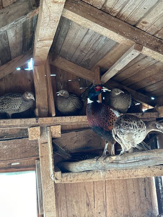 Фазани свободни налични