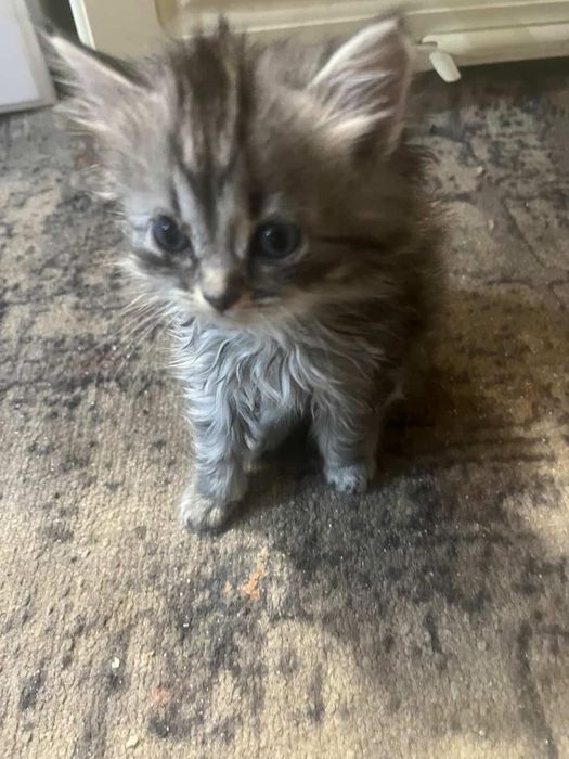 Отдам бесплатно котят