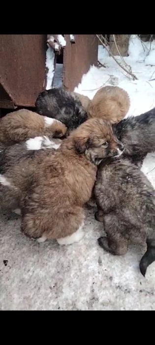 Щенки,пять осталось .