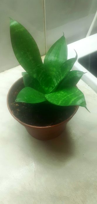 Комнатные растенмя