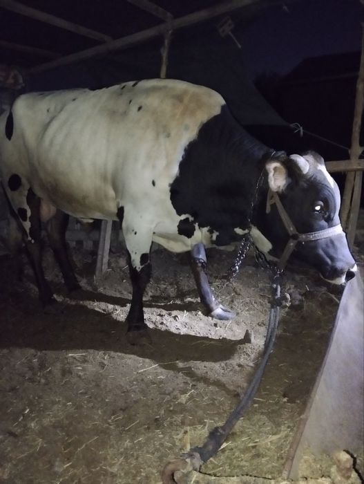Buqqa sotiladi sog'lom va baquvat