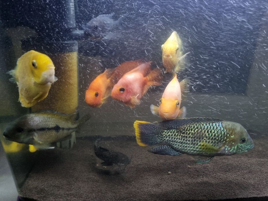 Продам аквариум с рыбками 80лт