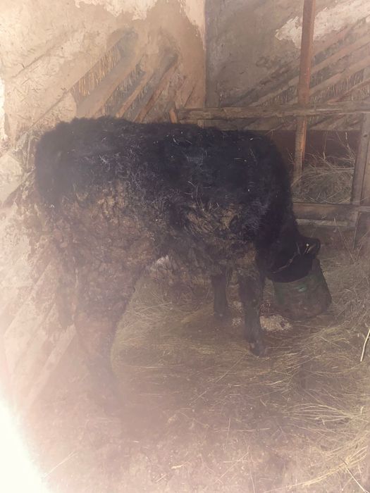 Продам КРС на откорме