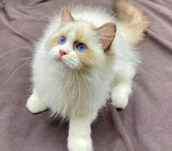 Чистокровные регдоллы !! Regdoll