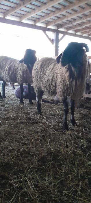 Berbeci carabasi originali