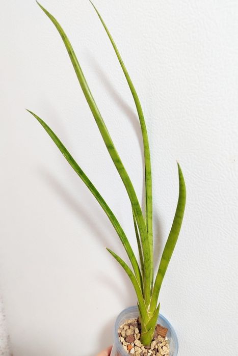 Сансивьерии разных сортов