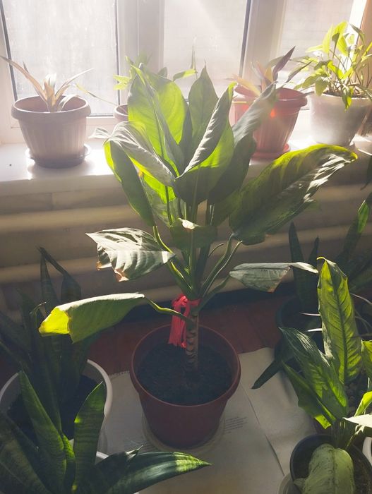 Диффенбахия цветы