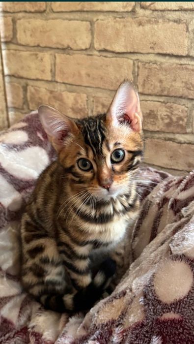 Продаются котята Bengal
