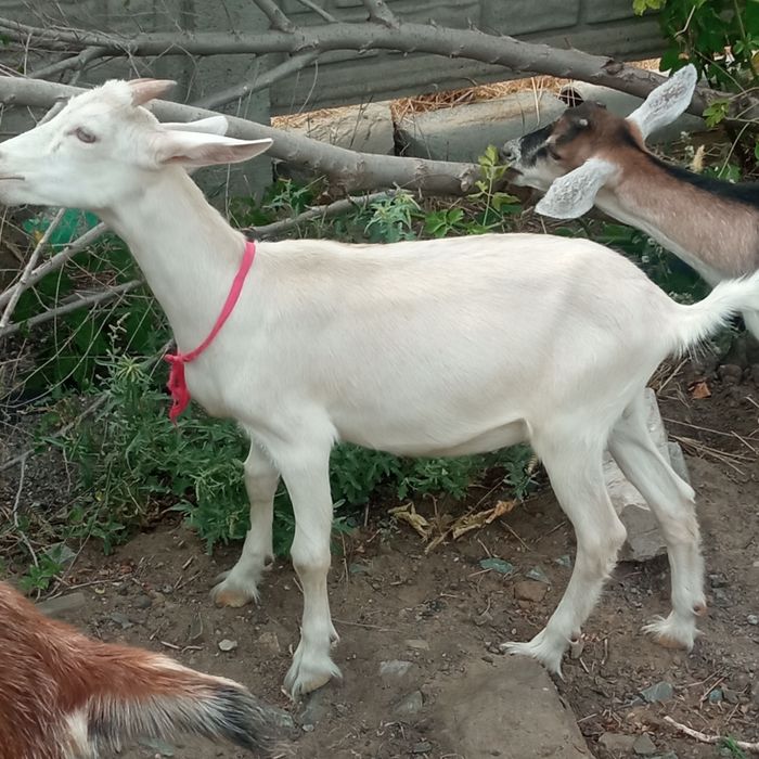 Продам 3х месячных козлят