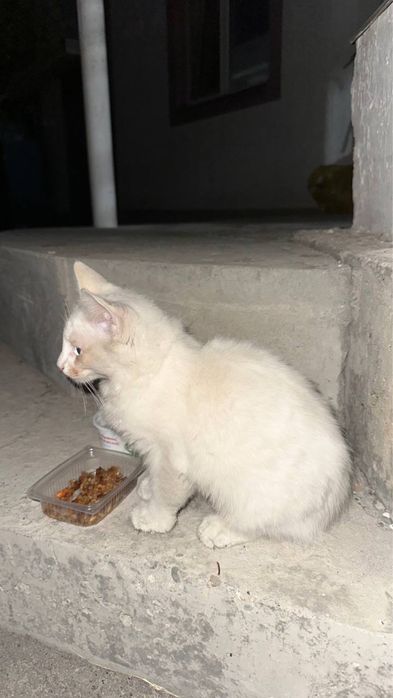 Котенок ищет себе дом