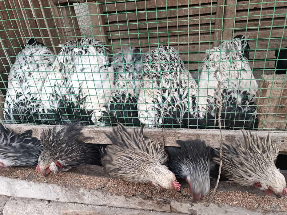 Brama tovuq xoʻrozlari